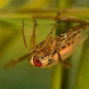 Znakoplavka obecna - Notonecta glauca - Common 7149